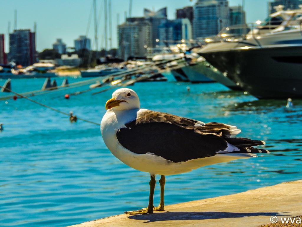 Increible Vista Al Mar Centro De Punta Del Este Διαμέρισμα Δωμάτιο φωτογραφία